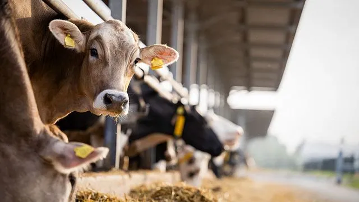 تبدیل پرِ مرغ به خوراک دام با فناوری بومی؛ جهشی در زیست‌فناوری ایران